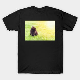 Little black kitten sitting on green lawn looking at the sun T-Shirt